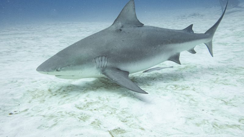 bull shark season november through march